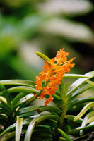 Orchideengarten